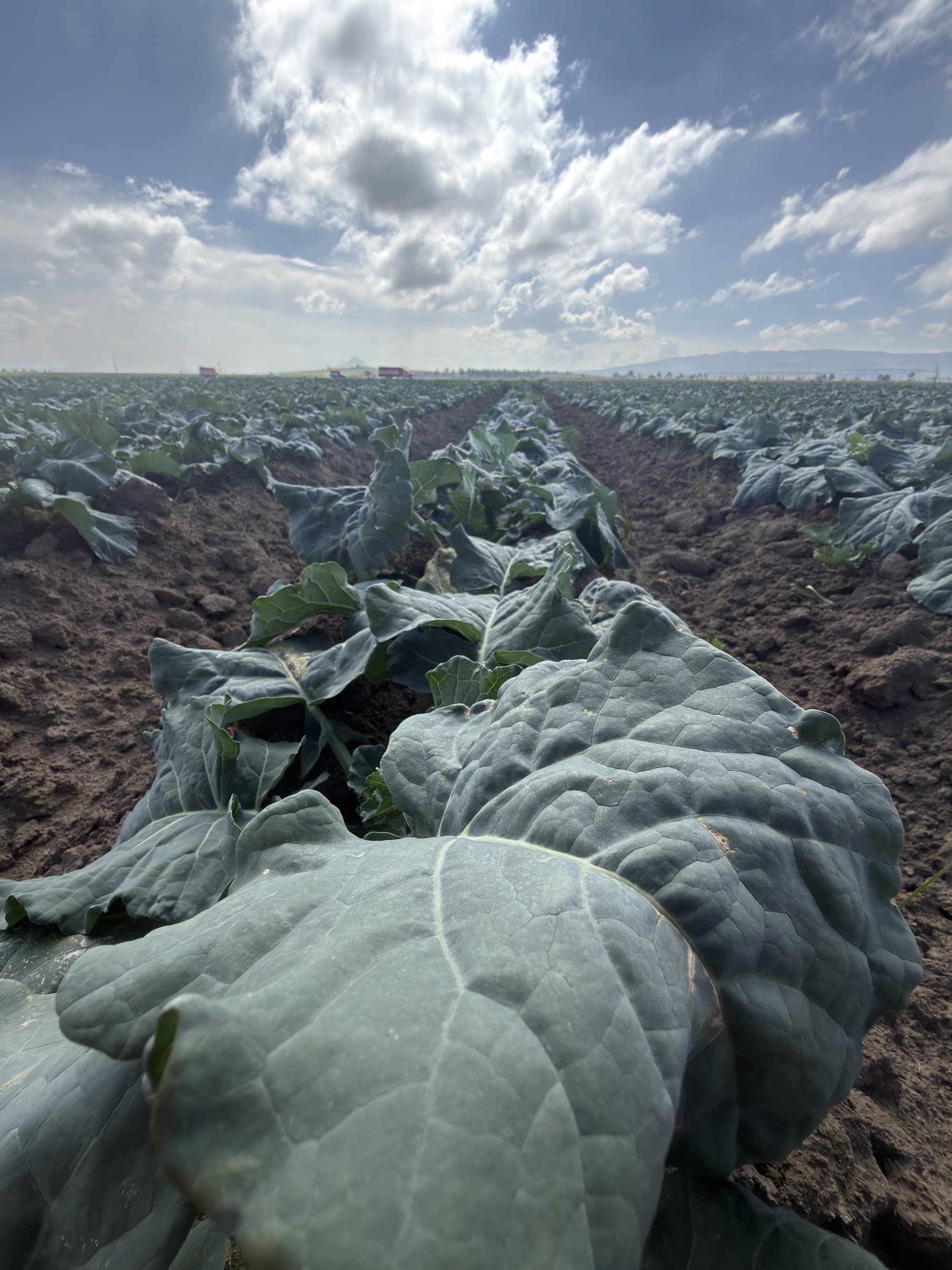 A furrow of broccoli in a Puebla field under a cloudy sky